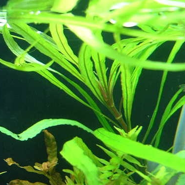 ГИГРОФИЛА ИВОЛИСТНАЯ (Hygrophila angustifolia)