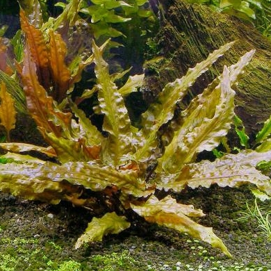 КРИПТОКОРИНА ВЕНДТА КОРИЧНЕВАЯ (cryptocoryne wendtii brown)