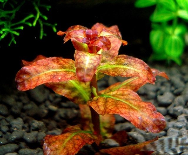 ЛЮДВИГИЯ ГВИНЕЯ (Ludwigia senegalensis)