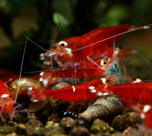 Креветка СУПЕР РЕД ("Super Crystal Red")