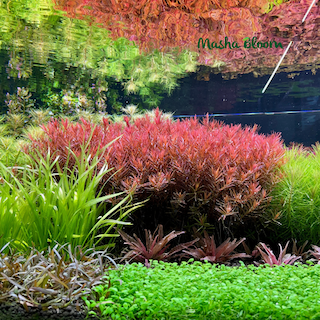 Услуга «Подбор растений под условия вашего аквариума» с дизайном