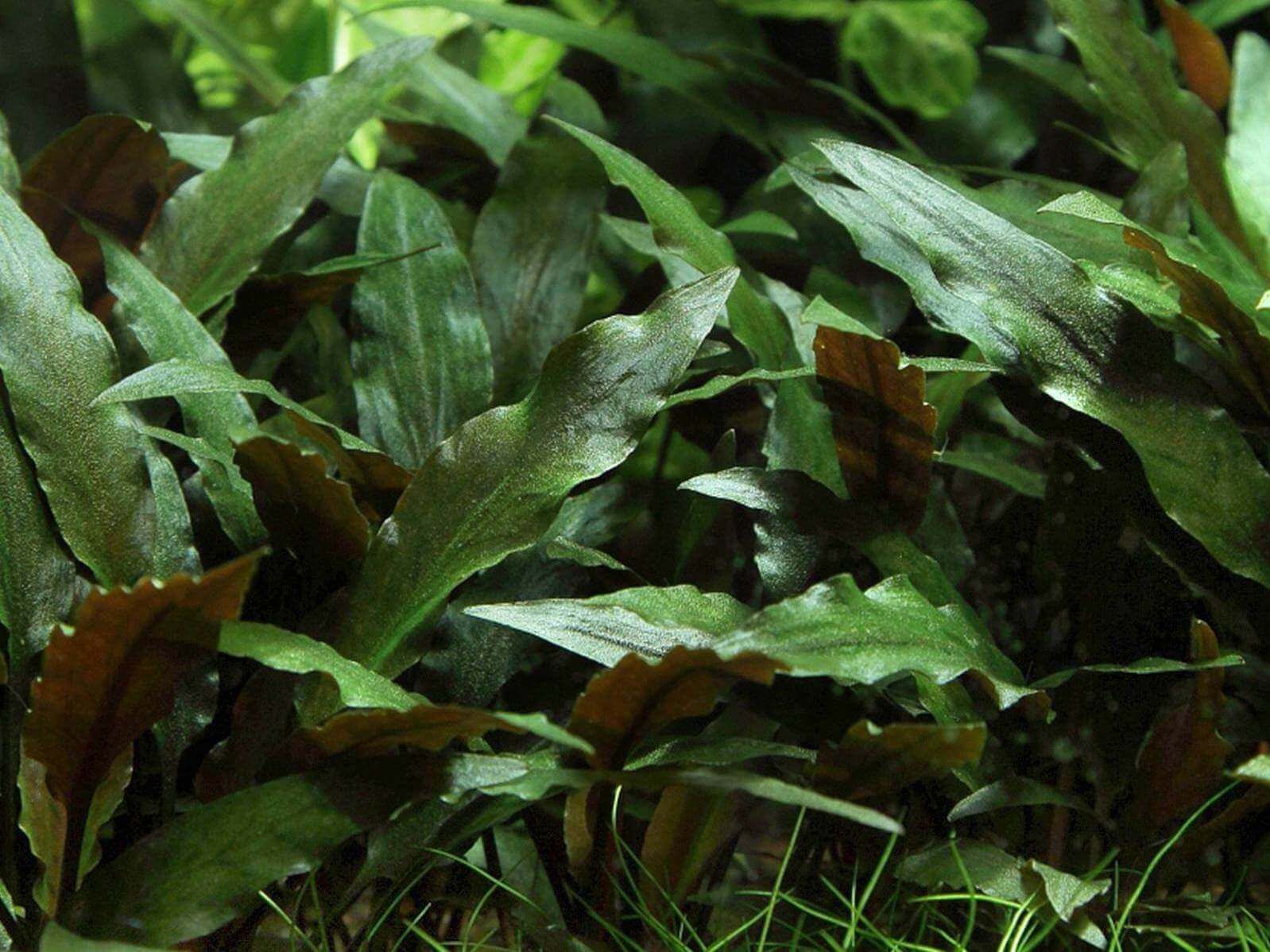 Криптокорина беккета (Cryptocoryne beckettii)