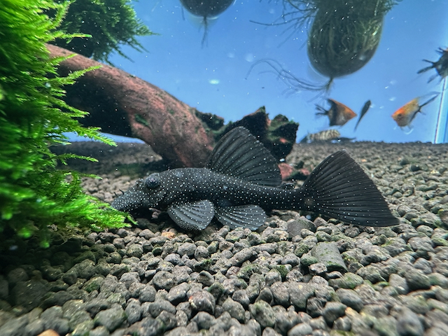 ЗВЕЗДЧАТЫЙ АНЦИСТРУС L181 (Ancistrus hoplogenys)