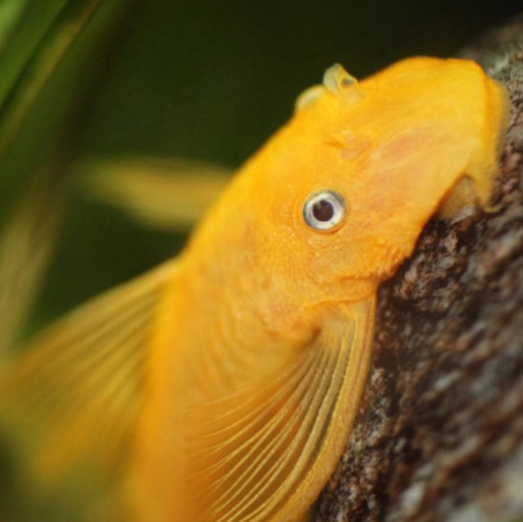 АНЦИСТРУС ЗОЛОТОЙ (Ancistrus cirrhosus)