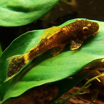 АНЦИСТРУС ЗОЛОТОЙ ЛЕОПАРД (Ancistrus cirrhosus)