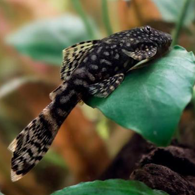 АНЦИСТРУС ОБЫКНОВЕННЫЙ  (Ancistrus cirrhosus)