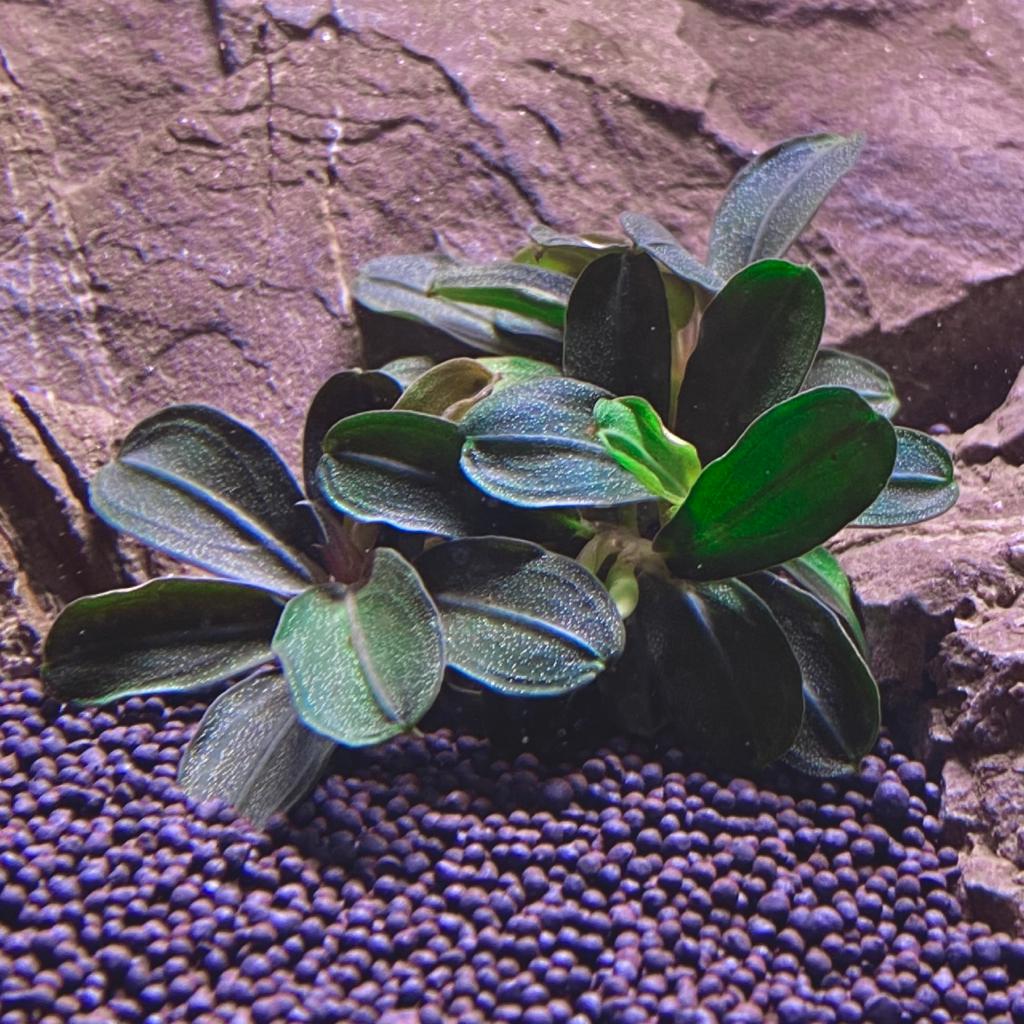 БУЦЕФАЛАНДРА KEDAGANG ROUND (Bucephalandra Kedagang Round)