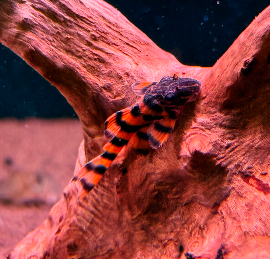 L-397 ПАНАК КРАСНАЯ ЗЕБРА (Panaqolus sp. 397)