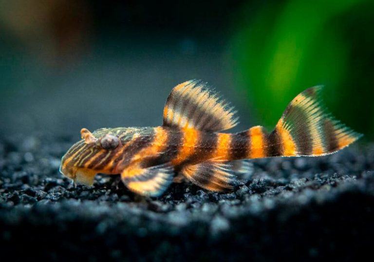 L-397 ПАНАК КРАСНАЯ ЗЕБРА (Panaqolus sp. 397)