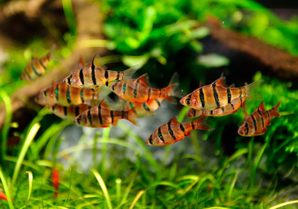 ПЯТИПОЛОСЫЙ БАРБУС (Desmopuntius pentazona)