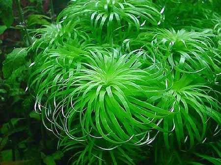 ТОНИНА БЕЛЕМ (Syngonanthus macrocaulon)