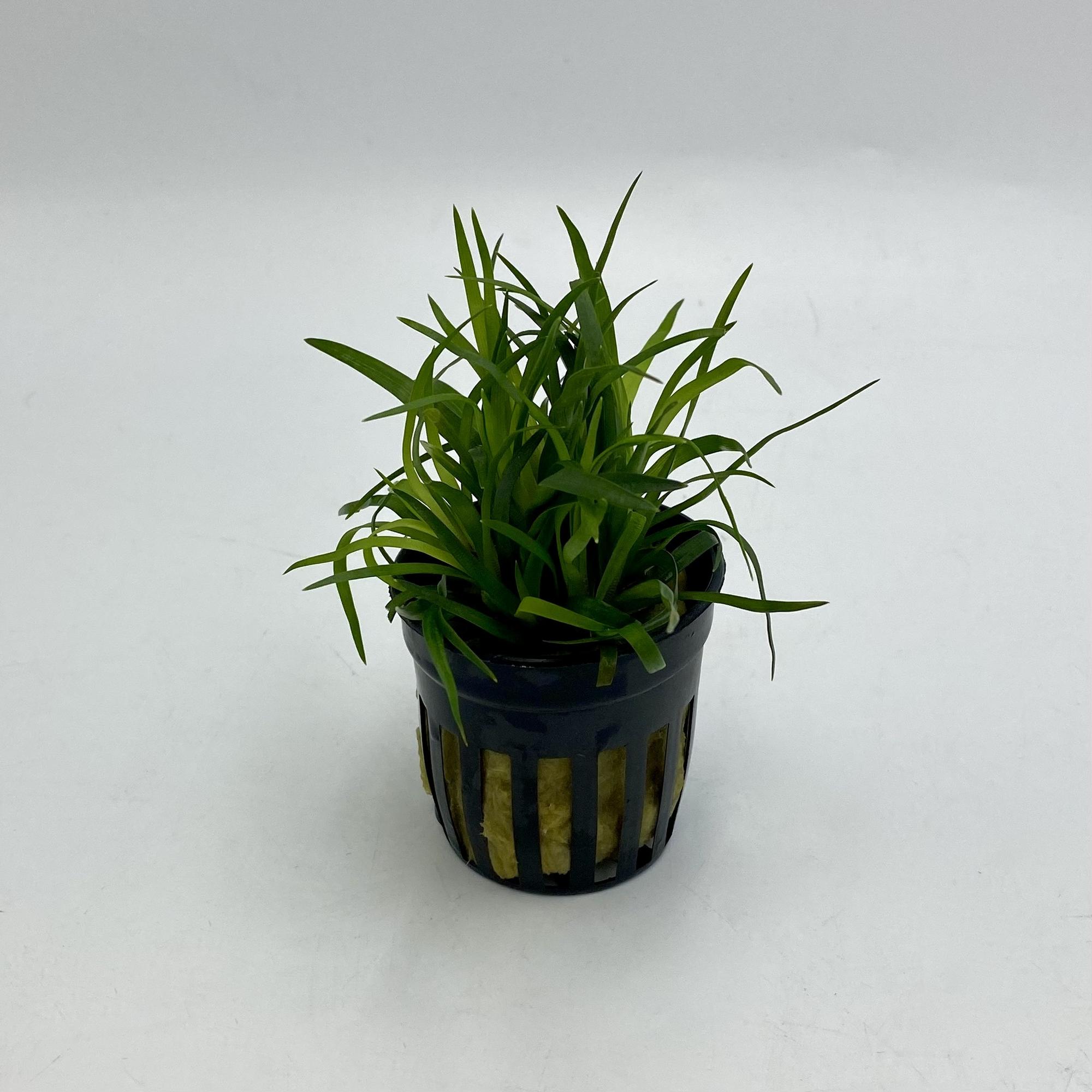 ЭРИОКАУЛОН ВЬЕТНАМ в горшке (Eriocaulon sp. Vietnam)