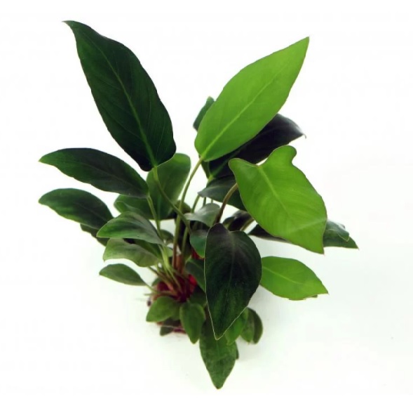 АНУБИАС ХАСТИФОЛИЯ (КОПЬЕВИДНЫЙ)