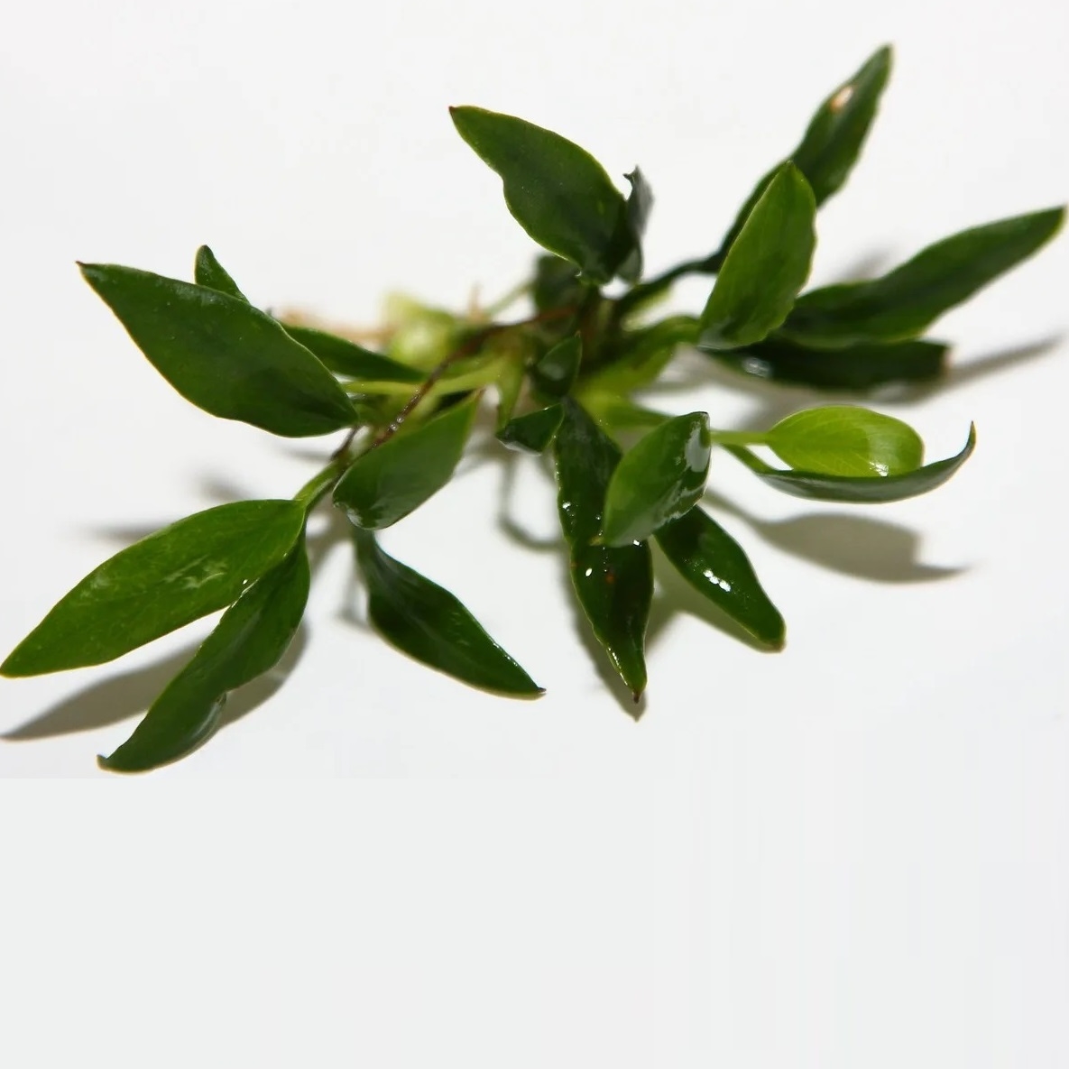 АНУБИАС КОНГЕНЗИС (Anubias congensis) в горшке