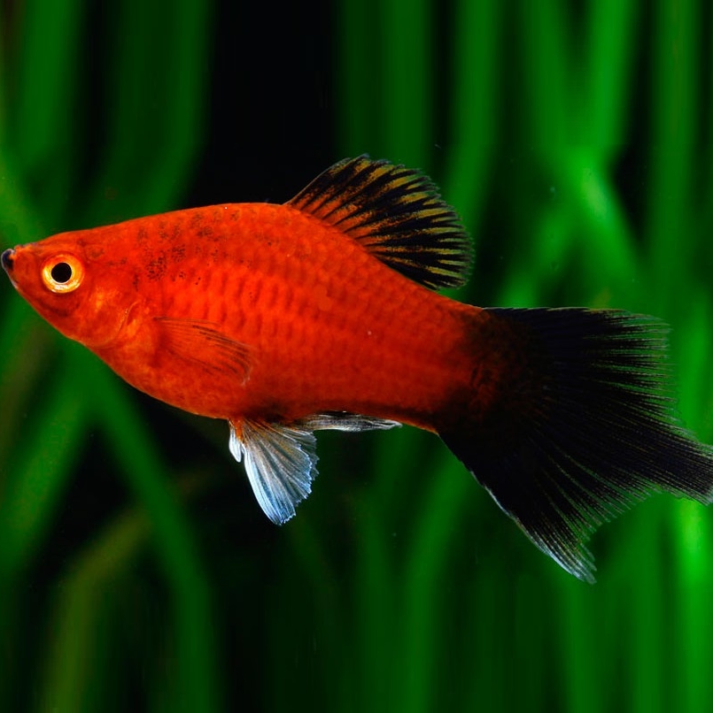 ПЕЦИЛИЯ РЕДИСКА / (Xiphophorus maculatus red black veiltail)