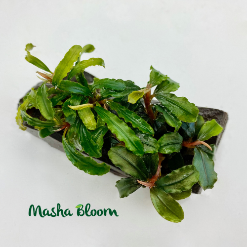 БУЦЕФАЛАНДРА МИКС НА КОРЯГЕ