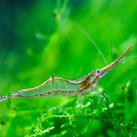 Красноносая креветка "Пиноккио"/ Caridina gracilirostris