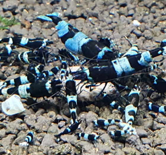 Креветка Панда Шадоу / Bee Panda Shadow