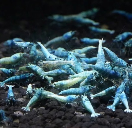Креветка Блю Болт «Голубой язык» / Caridina cantonensis  var. «Blue Bolt»