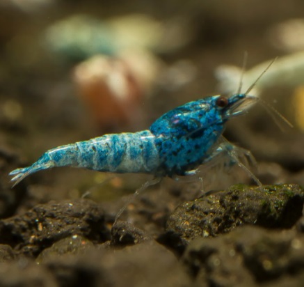 Креветка Блю Болт «Голубой язык» / Caridina cantonensis  var. «Blue Bolt»