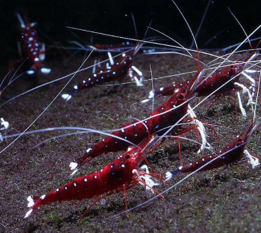 Креветка Сулавеси Кардинал / (Sulawesi Shrimp Cardinal)