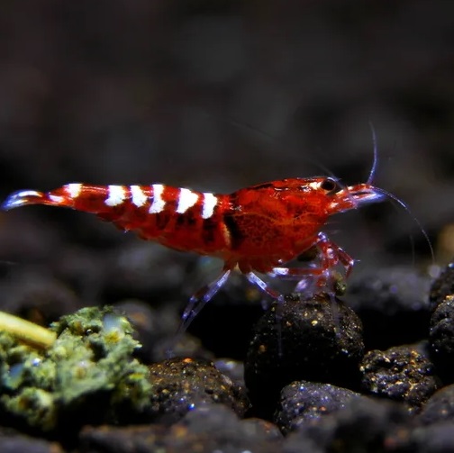 Креветка Пинто Красная Зебра / Taiwan Bee Pinto Red Zebra