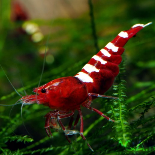 Креветка Пинто Красная Зебра / Taiwan Bee Pinto Red Zebra