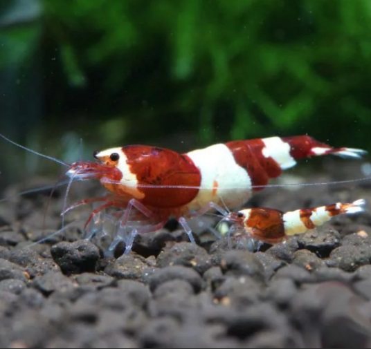 Креветка Красное вино / (Caridina cf. cantonensis "Wine Red")