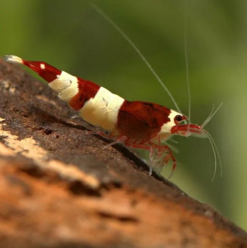 Креветка Красное вино / (Caridina cf. cantonensis "Wine Red")