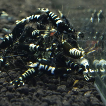 Креветка Пинто Черная Зебра / Caridina spec.​ Black Pinto Zebra