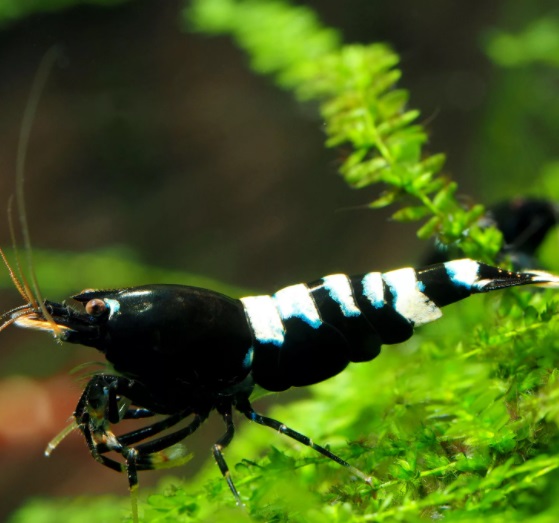 Креветка Пинто Черная Зебра / Caridina spec.​ Black Pinto Zebra