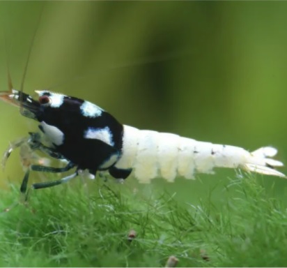 Креветка Пинто Черная "Пятнистая Голова" /Pinto Bee Black "Spotted Head"