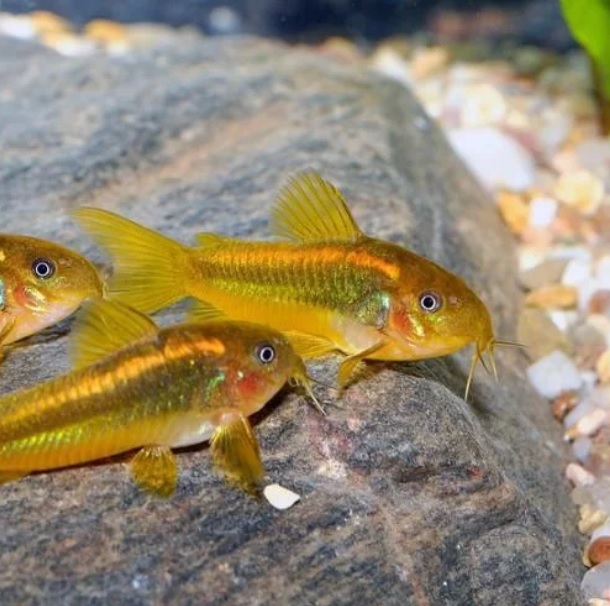 КОРИДОРАС ПЕРУ Оранж Страйп (Corydoras Aeneus Peru Gold Stripe)