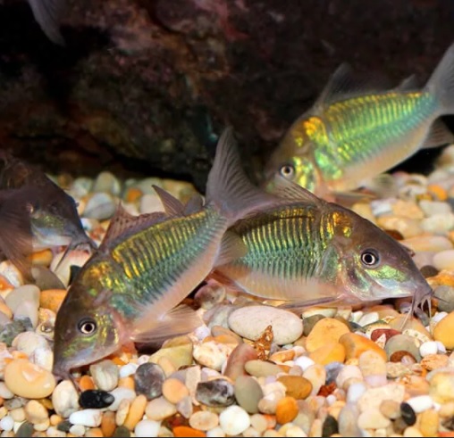 КОРИДОРАС БРОХИС ЗЕЛЕНЫЙ (Corydoras splendens)