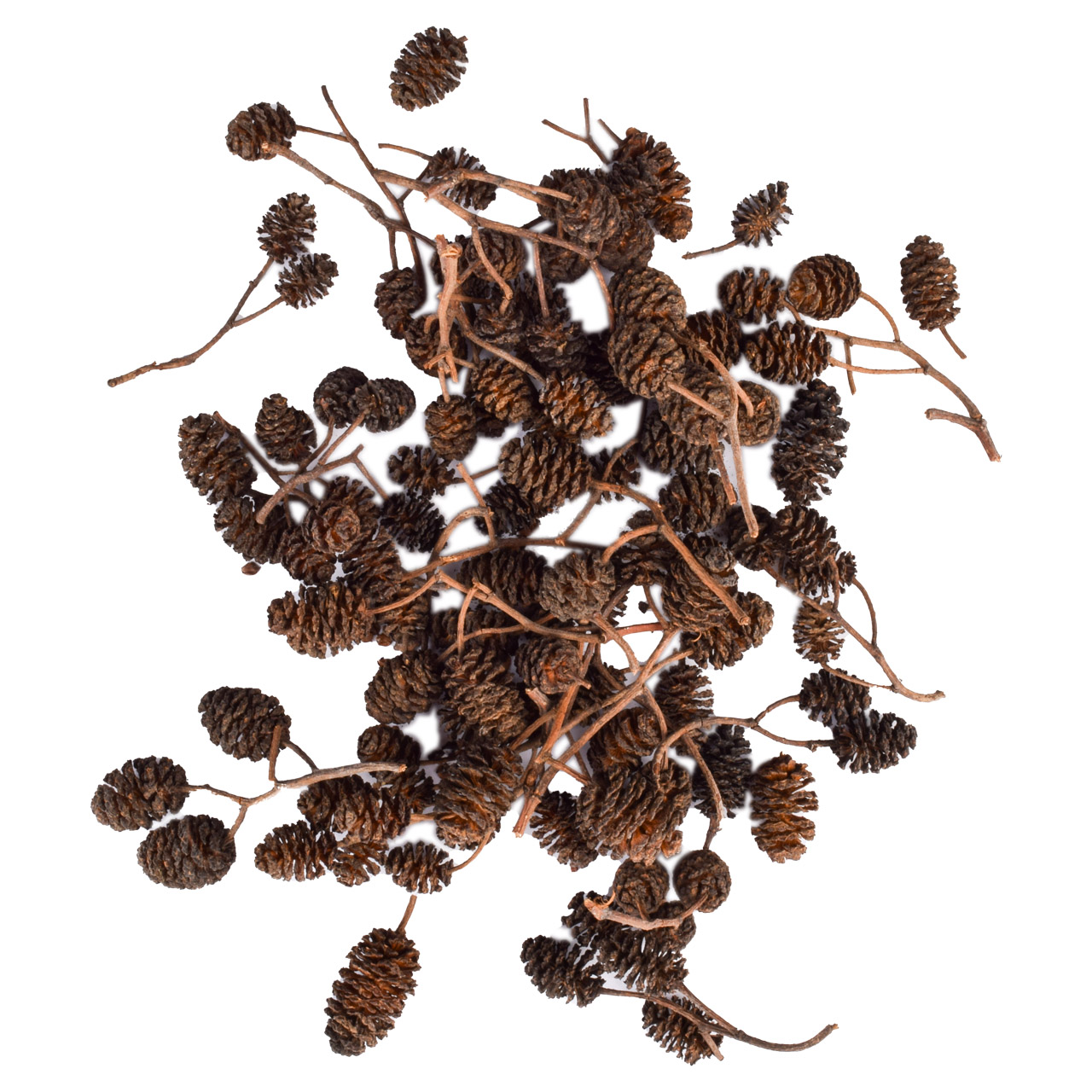 Шишки ольхи