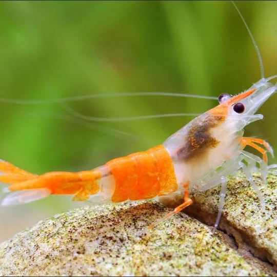 Креветка Рили оранжевая / (Neocaridina heteropoda var. Rili)