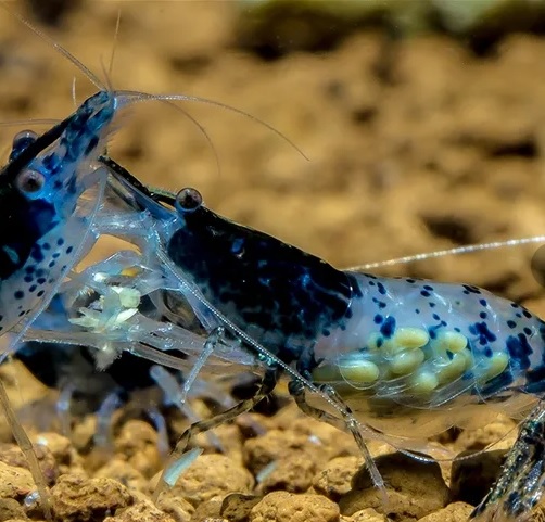 Креветка Рили синяя / (Neocaridina heteropoda rili)