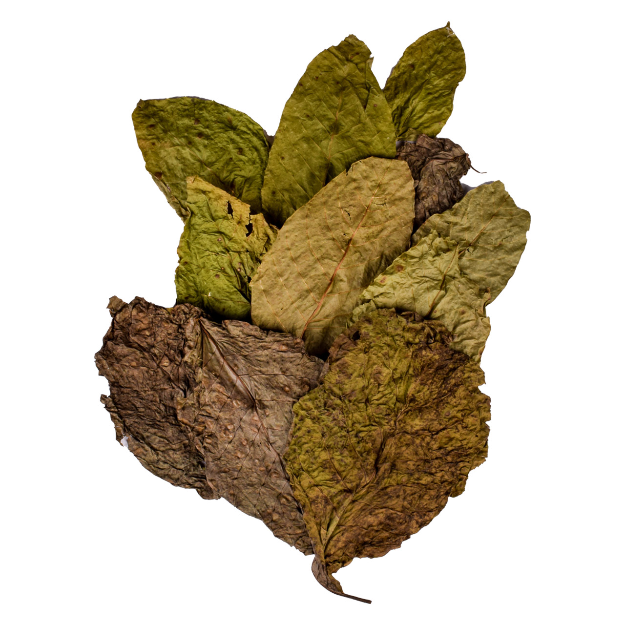 Листья грецкого ореха