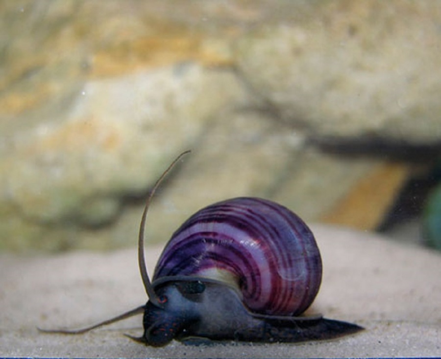 АМПУЛЯРИЯ ФИОЛЕТОВАЯ ( Черничная )