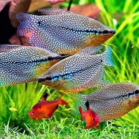ГУРАМИ ЖЕМЧУЖНЫЙ  (Trichogaster leerii)