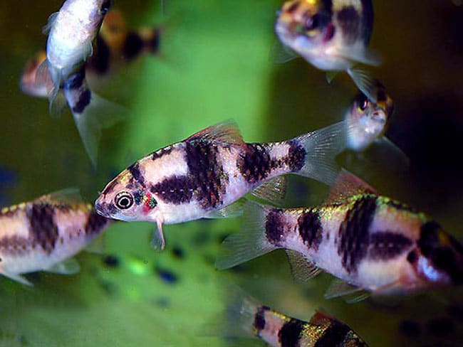 БАРБУС ПАНДА  (Barbus fasciatus)