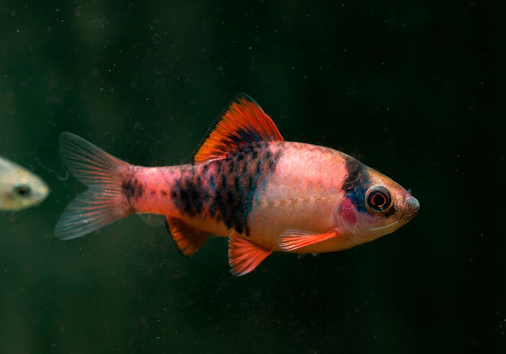 БАРБУС ПАНДА  (Barbus fasciatus)