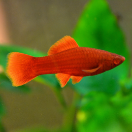 МЕЧЕНОСЕЦ РУБИН (Xiphophorus hellerii var Rubin)