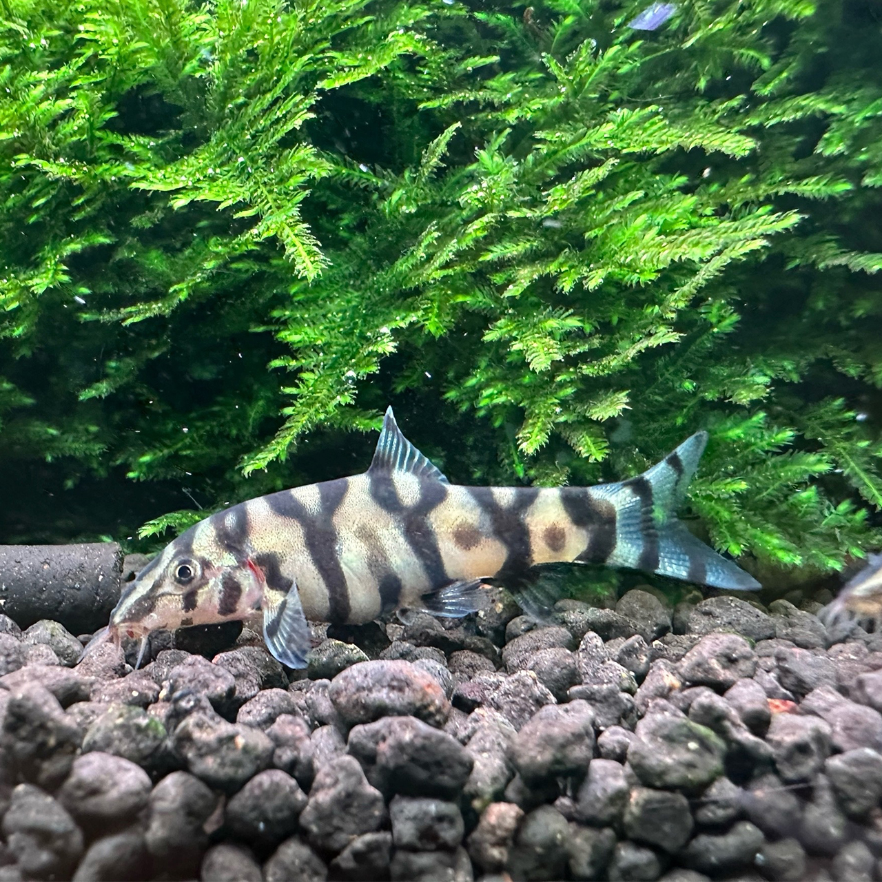 БОЦИЯ МРАМОРНАЯ ЛОХАХАТА (Botia lohachata)