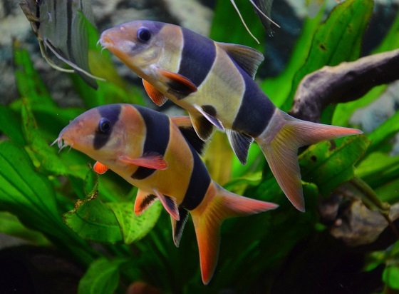 БОЦИЯ КЛОУН (Botia macracanthus)