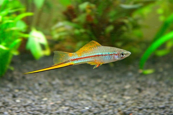 МЕЧЕНОСЕЦ ЗЕЛЕНЫЙ (Xiphophorus hellerii)