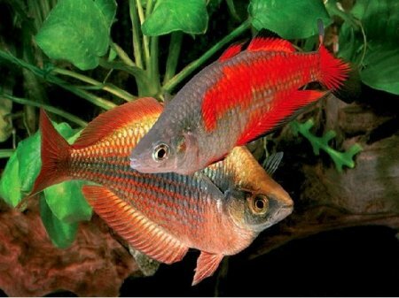 РАДУЖНИЦА ПАРКИНСОНА (Melanotaenia parkinsoni)