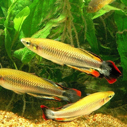 БЕДОЦИЯ МАДАГАСКАРСКАЯ (Bedotia geayi)