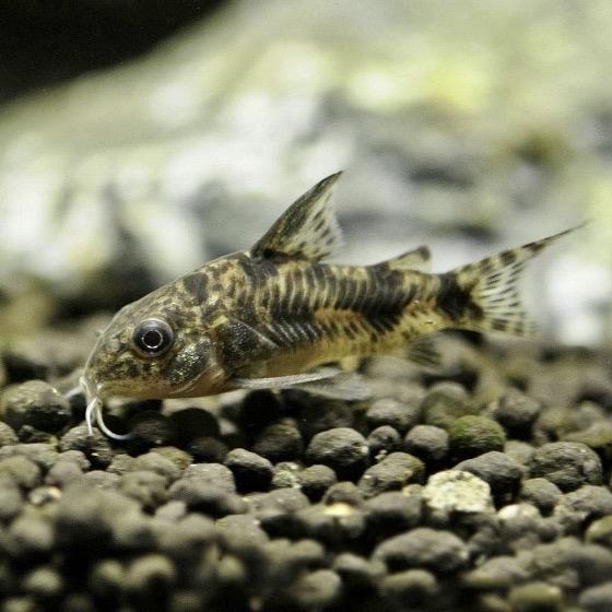 КОРИДОРАС КРАПЧАТЫЙ (Corydoras paleatus)