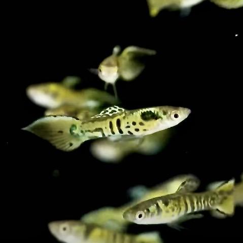 ГУППИ ЭНДЛЕРА ТИГРОВЫЙ (poecilia wingei)